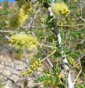 Catclaw Mesquite, Gregg's Catclaw, Devil's Claw, Paradise Flower, Wait-a-minute Tree, Wait-a-bit Tre